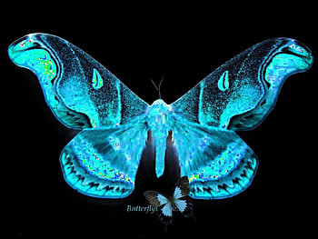 Aqua Flutterby, sweet, butterflies, aqua, animals HD wallpaper