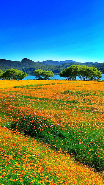 Texas Hill Country, Scenic landscapes, Beautiful nature HD phone wallpaper