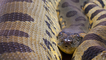 Anaconda HD wallpaper