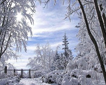 W.W. ~wonderful winter~, trees, white, snow, beauty HD wallpaper