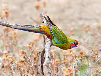 Beautiful Parrot, colorful, beautiful, , parrot HD wallpaper