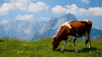 cow, field, cloud, mountain HD wallpaper