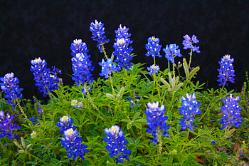 BlueBonnets, frames, plants, bluebonnet, frame, mindbender, jimenez, nature, flowers HD wallpaper