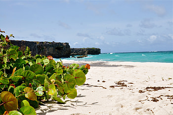 Barbados beach , Coastal beauty, Beach paradise, Tropical vacations HD wallpaper