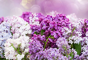 PRETTY LILACS, PRETTY, LILACS, FLOWERS HD wallpaper