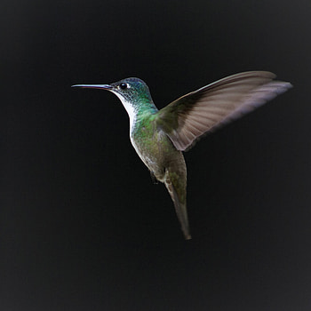 Azure-crowned, Hummingbirds HD phone wallpaper