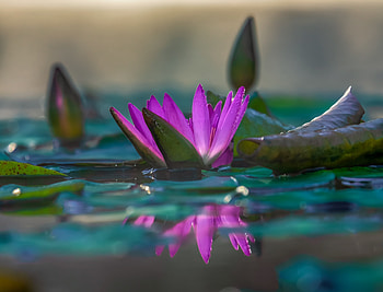 Water lily, pink, reflections, lake, close up HD wallpaper