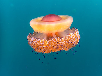Fried egg jellyfish or Egg-yolk jellyfish (Phacellophora camtschatica), Animal, jellyfish HD wallpaper