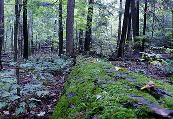 Forest Moss, graphy, Forest, Trees, Nature, Moss HD wallpaper