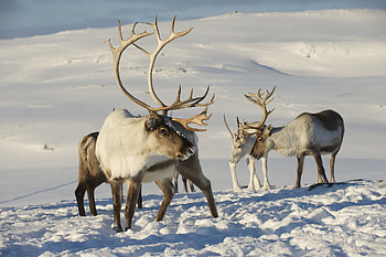 Caribou , Animal aesthetics, Nature's charm, Visual delight HD wallpaper