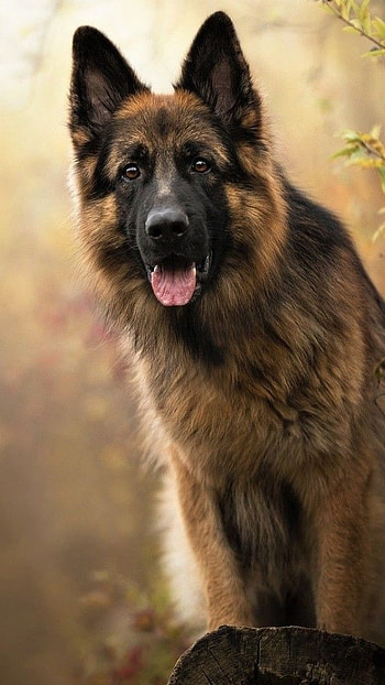 German Shepherd Dog, Domestic Animal HD phone wallpaper