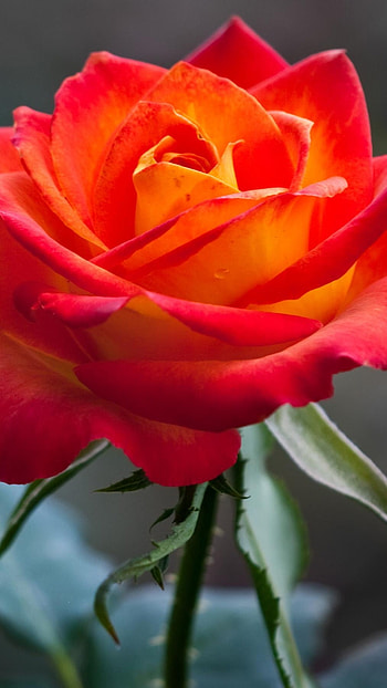 Rose Flower, Natural Flower HD phone wallpaper