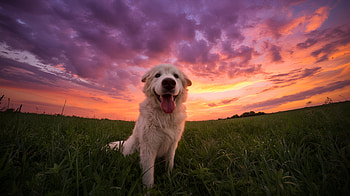 Happy Great Pyrenees at Sunset — Quad Nature, Sunset, Animal, Nature HD wallpaper