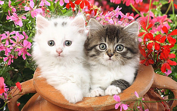 Animals, Flowers, Fluffy, Couple, Pair, Spotted, Kittens HD wallpaper
