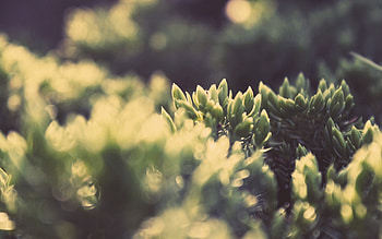 Grass, Macro, Glare, Shine, Light, Shadow HD wallpaper