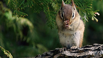 Animals, Squirrel, Wood, Sit, Tree, Branch HD wallpaper
