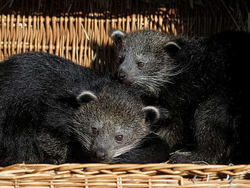 Couple, Binturong HD wallpaper
