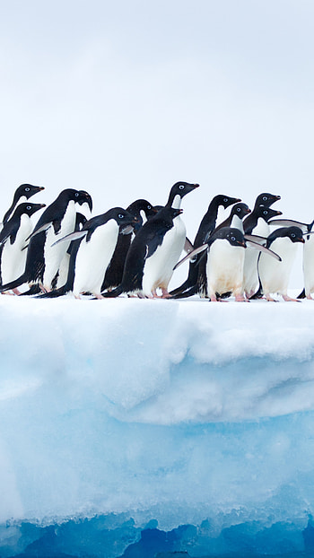 Antarctica Travels, Playful penguins, Sony Xperia , Arctic adventure HD phone wallpaper