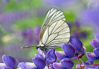 *** Butterfly ***, animal, butterfly, bugs, animals HD wallpaper
