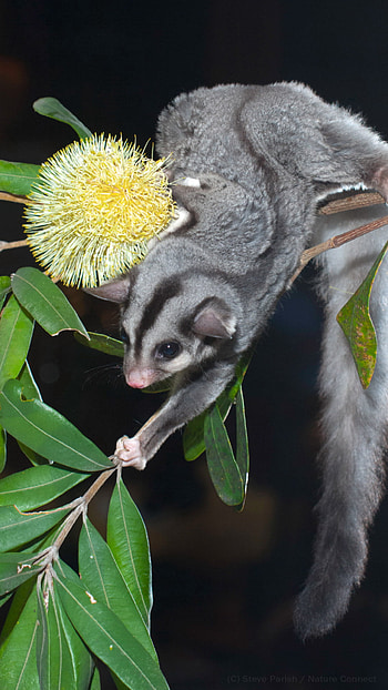 Bush Heritage Australia, Nature's beauty, Australian wildlife HD phone wallpaper