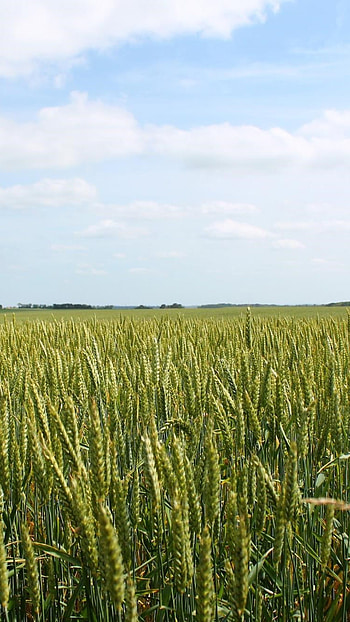 Wheat field, Xperia , Gorgeous golden hues, Natural beauty HD phone wallpaper
