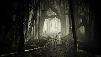 Dark Foggy Forest At Dark HD wallpaper