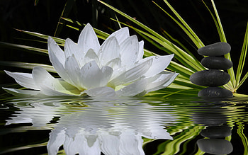White lily, White, Reflection, Lily, Stones HD wallpaper