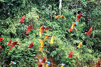 Macaws, birds, color, amazon rainforest HD wallpaper