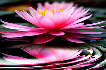 Zen lotus, Harmonious balance, Reflective meditation, Tranquility of nature HD wallpaper