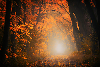 Autumn Tree Forest , autumn, forest, tree, nature HD wallpaper