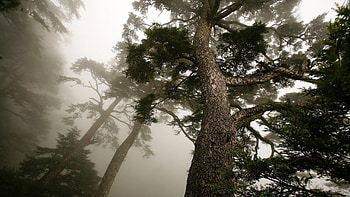 Pine Tree HD wallpaper