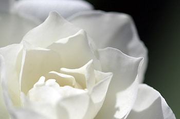 White Rose, rose, flowers HD wallpaper