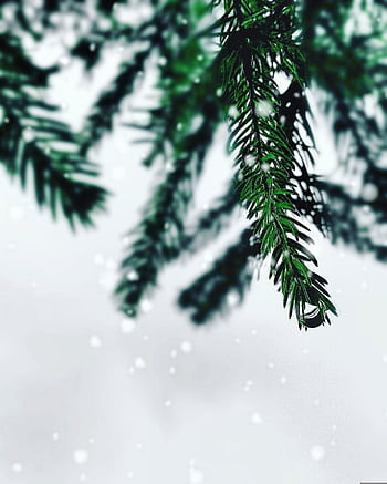 Detailed view of a snow-dusted evergreen branch, capturing the essence of winter. HD phone wallpaper