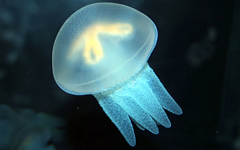 Animals, Sea, Jellyfish, Swimming, Ocean, Underwater World HD wallpaper