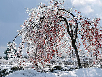 Nature, Ice, Snow, Wood, Tree, Branches, Branch, Fruit HD wallpaper