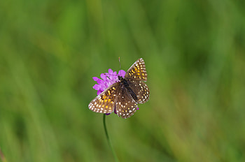 Animals, Flowers, Macro, Butterfly, Wings HD wallpaper