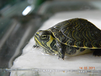 turtle, animal, nature, water HD wallpaper