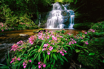 Waterfall in Thailand, summer, wildflowers, Thailand, Asia, exotic, waterfall, beautiful, forest, cascades HD wallpaper