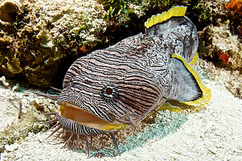 Splendid Toadfish, sea, splendid, sand, bed, toadfish HD wallpaper