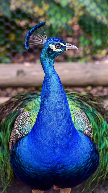 Peacock , Best quality, Stunning backgrounds, and options HD phone wallpaper