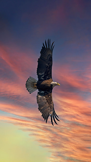 Bald eagle in sky, Premium HD phone wallpaper