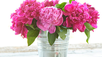 Peonies Computer Background - . HD wallpaper