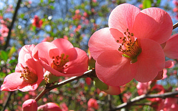 Plants, Flowers HD wallpaper