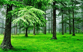 in the forest, trees, outdoors, forests, nature HD wallpaper