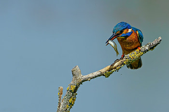 Kingfisher, animal, fish, tree HD wallpaper