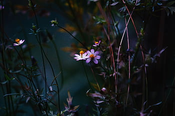 A tranquil and moody scene featuring delicate daisies in a dark garden setting. HD wallpaper