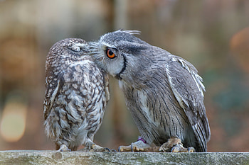 Owls, bird, couple, baby, pasare, bufnita, cute, kiss, owl HD wallpaper
