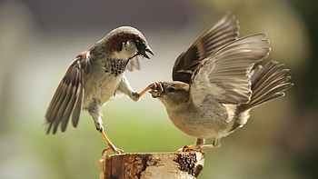 Animals, Birds HD wallpaper