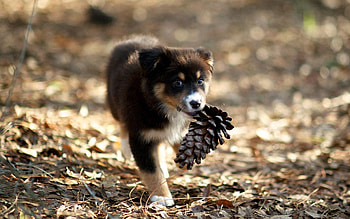 Animals, Dog, Playful, Puppy, Cone, Bump HD wallpaper