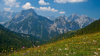 the mighty alps in spring, meadow, flowers, grass, spring, mountains HD wallpaper